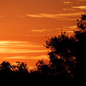 Preview wallpaper bushes, sunset, silhouette