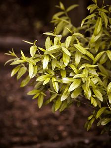 Preview wallpaper bushes, tree, trunk, leaves