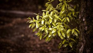 Preview wallpaper bushes, tree, trunk, leaves