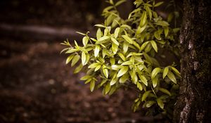 Preview wallpaper bushes, tree, trunk, leaves