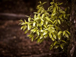 Preview wallpaper bushes, tree, trunk, leaves