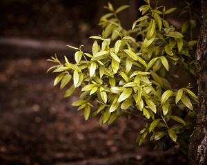 Preview wallpaper bushes, tree, trunk, leaves