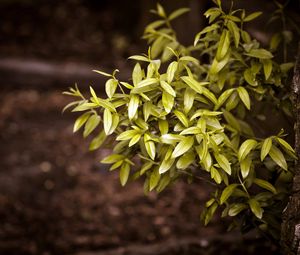 Preview wallpaper bushes, tree, trunk, leaves