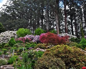 Preview wallpaper bushes, trees, garden, greens, flowering