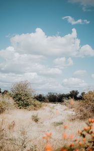 Preview wallpaper bushes, trees, grass, dry, landscape