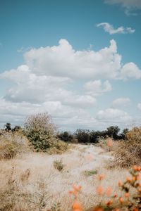 Preview wallpaper bushes, trees, grass, dry, landscape