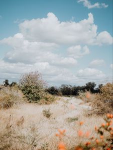 Preview wallpaper bushes, trees, grass, dry, landscape