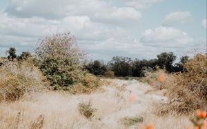 Preview wallpaper bushes, trees, grass, dry, landscape