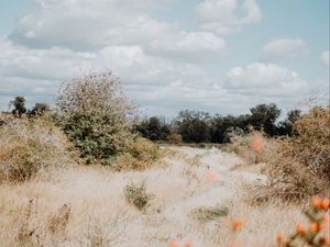 Preview wallpaper bushes, trees, grass, dry, landscape