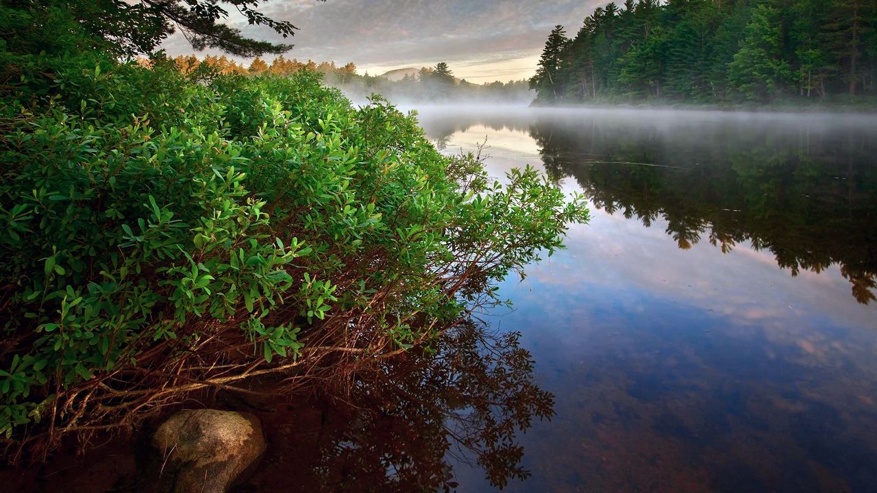 Wallpaper bushes, water, fog, rock, steam, forest, lake, quiet, silence