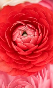 Preview wallpaper buttercup, bud, petals, macro