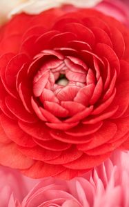 Preview wallpaper buttercup, bud, petals, macro