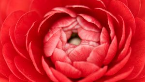 Preview wallpaper buttercup, bud, petals, macro