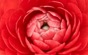 Preview wallpaper buttercup, bud, petals, macro