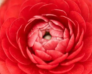 Preview wallpaper buttercup, bud, petals, macro