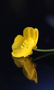 Preview wallpaper buttercup, flower, petals, macro, yellow