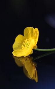 Preview wallpaper buttercup, flower, petals, macro, yellow