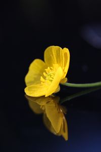 Preview wallpaper buttercup, flower, petals, macro, yellow