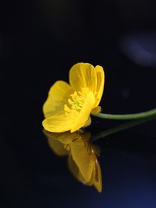 Preview wallpaper buttercup, flower, petals, macro, yellow