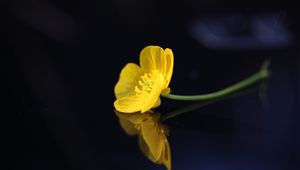 Preview wallpaper buttercup, flower, petals, macro, yellow