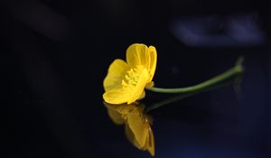 Preview wallpaper buttercup, flower, petals, macro, yellow
