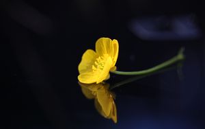 Preview wallpaper buttercup, flower, petals, macro, yellow