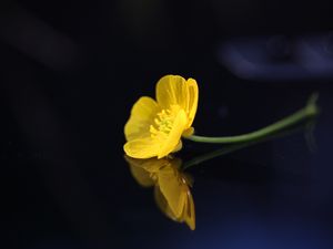 Preview wallpaper buttercup, flower, petals, macro, yellow