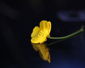 Preview wallpaper buttercup, flower, petals, macro, yellow