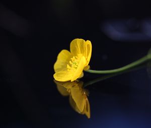 Preview wallpaper buttercup, flower, petals, macro, yellow