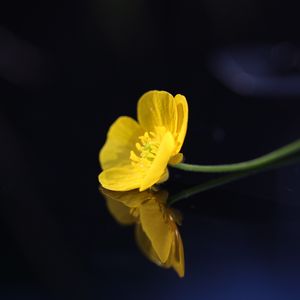 Preview wallpaper buttercup, flower, petals, macro, yellow