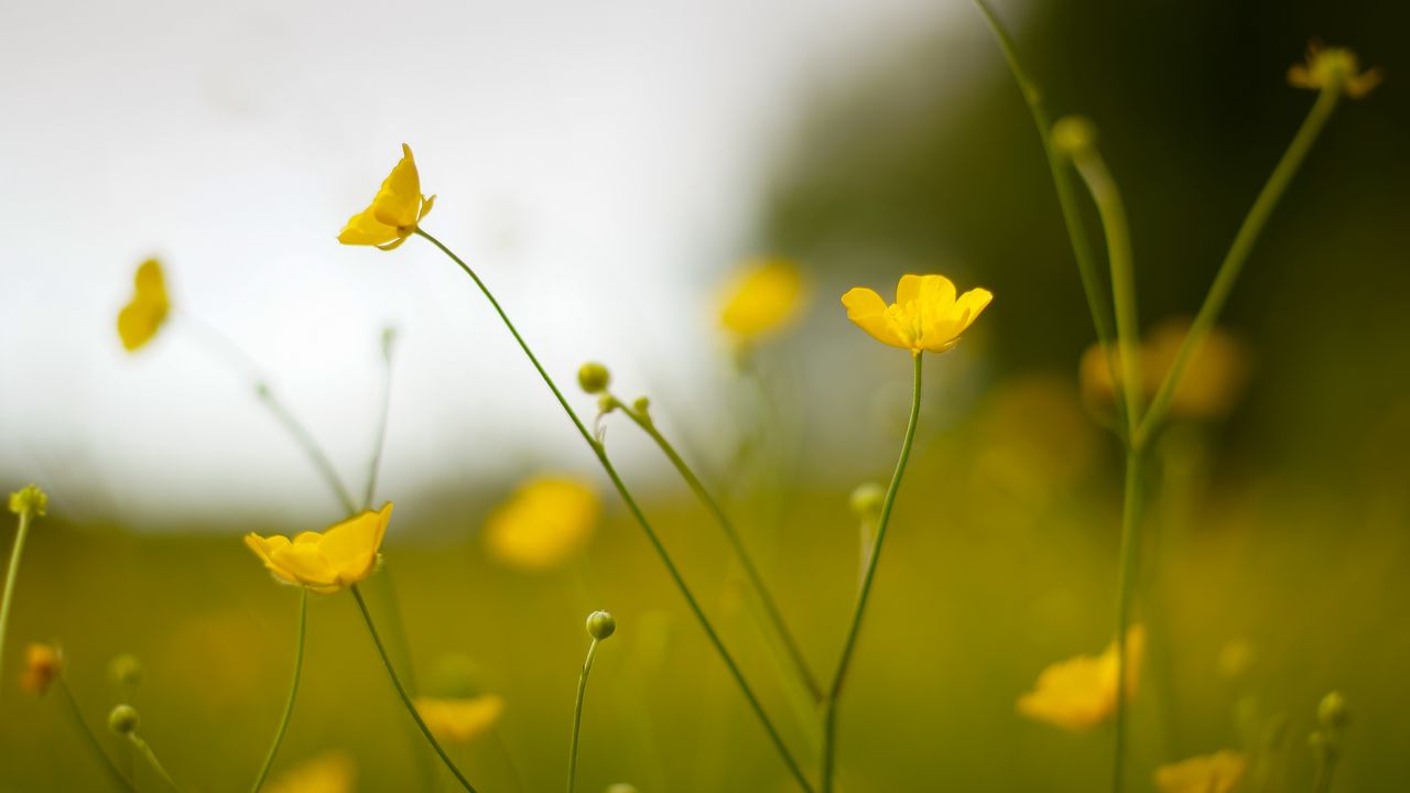 Wallpaper buttercup, flower, petals, yellow, blur