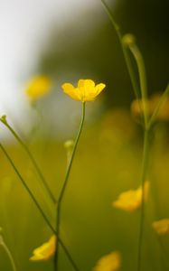 Preview wallpaper buttercup, flower, petals, yellow, blur