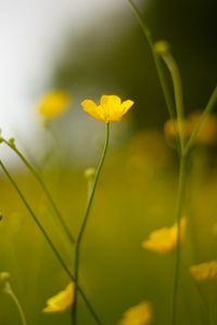 Preview wallpaper buttercup, flower, petals, yellow, blur