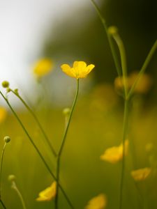 Preview wallpaper buttercup, flower, petals, yellow, blur