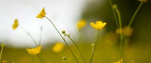 Preview wallpaper buttercup, flower, petals, yellow, blur