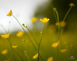 Preview wallpaper buttercup, flower, petals, yellow, blur