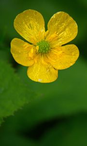 Preview wallpaper buttercup, flower, petals, yellow, macro