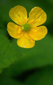 Preview wallpaper buttercup, flower, petals, yellow, macro