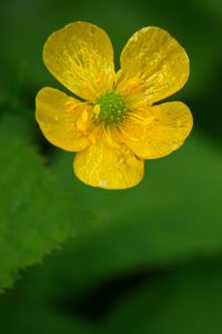 Preview wallpaper buttercup, flower, petals, yellow, macro