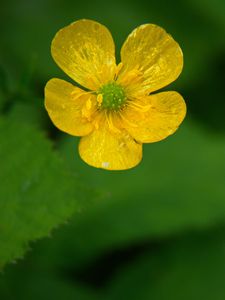Preview wallpaper buttercup, flower, petals, yellow, macro