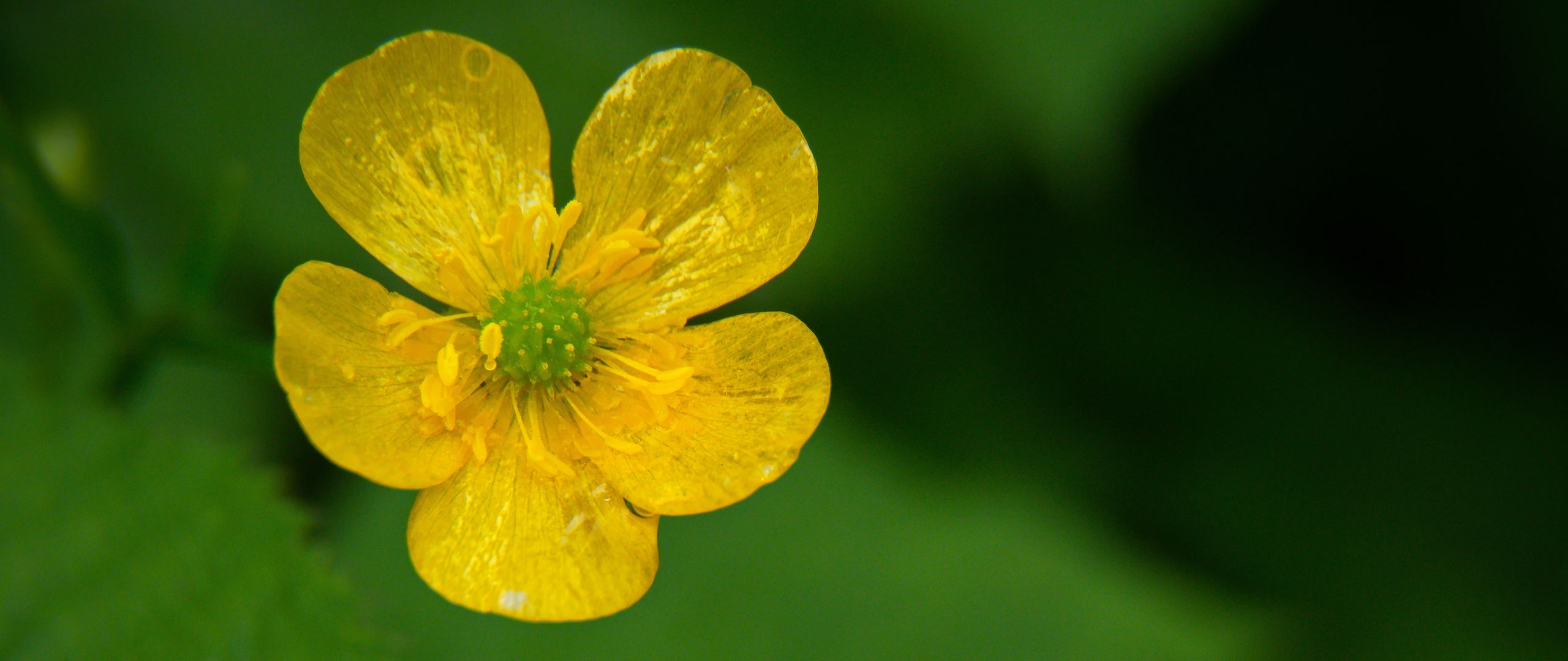 Download Wallpaper 2560x1080 Buttercup Flower Petals Yellow Macro