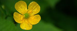 Preview wallpaper buttercup, flower, petals, yellow, macro
