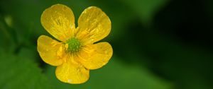 Preview wallpaper buttercup, flower, petals, yellow, macro