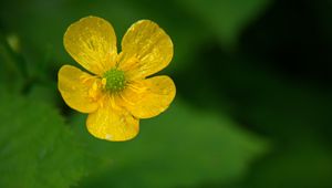 Preview wallpaper buttercup, flower, petals, yellow, macro