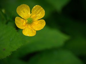 Preview wallpaper buttercup, flower, petals, yellow, macro