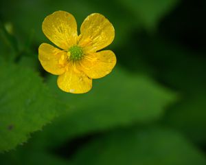 Preview wallpaper buttercup, flower, petals, yellow, macro