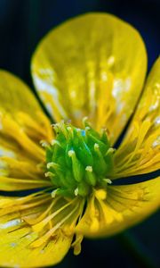 Preview wallpaper buttercup, flower, petals, pollen, macro