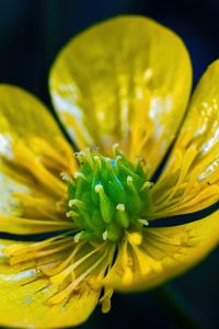 Preview wallpaper buttercup, flower, petals, pollen, macro