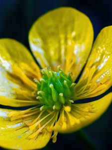 Preview wallpaper buttercup, flower, petals, pollen, macro