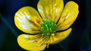 Preview wallpaper buttercup, flower, petals, pollen, macro